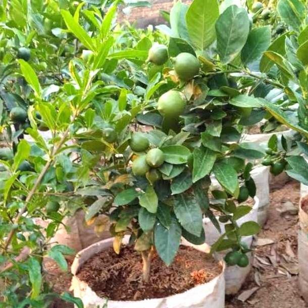 

Tanaman jeruk lemon rimbun sudah berbuah / pohon jeruk / bibit jeruk