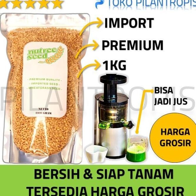 

Terlaris Ready Benih Wheatgrass 1Kg Bibit Rumput Gandum Biji Wheat Grass Microgreen G00D Qu4Lity
