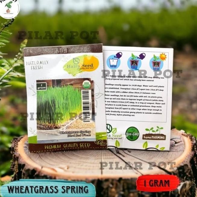 

Terlaris Benih Bibit Rumput Gandum Wheatgrass Merah Organik Haira Seed - Rumput