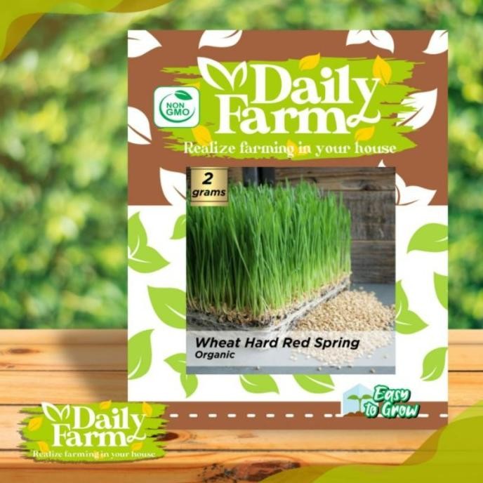

Terlaris Terlaris Benih Wheatgrass Organic Red Spring / Rumput Gandum - Daily
