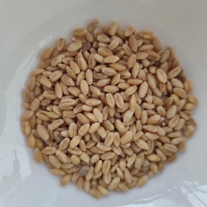 

Terlaris Muurah!! Benih Bibit Wheatgrass Rumput Gandum Rumput Kucing 500Gr