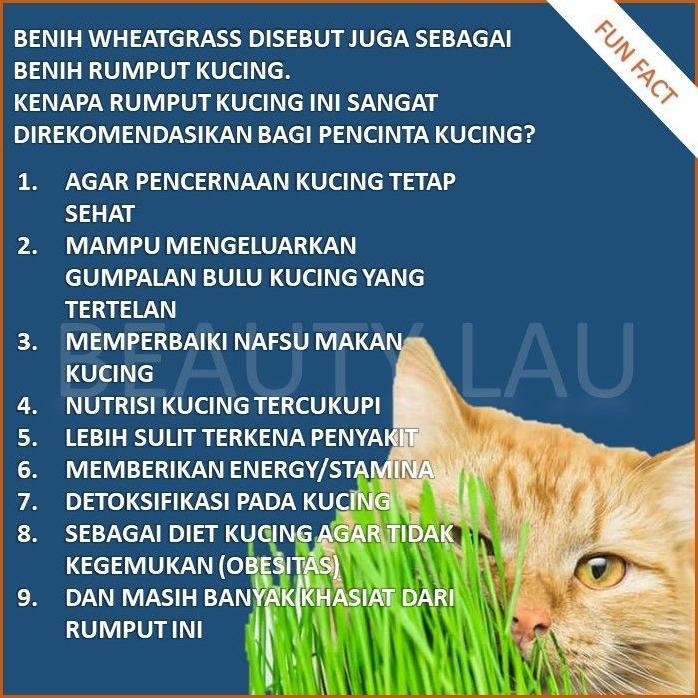 

Terlaris Terbaru Benih Wheatgrass 1Kg Bibit Rumput Gandum Untuk Kucing Biji