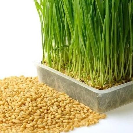 

Terlaris (Terbaru) Benih Wheat Grass / Wheatgrass Seed / Biji Rumput Gandum 250 Gram Bestseller