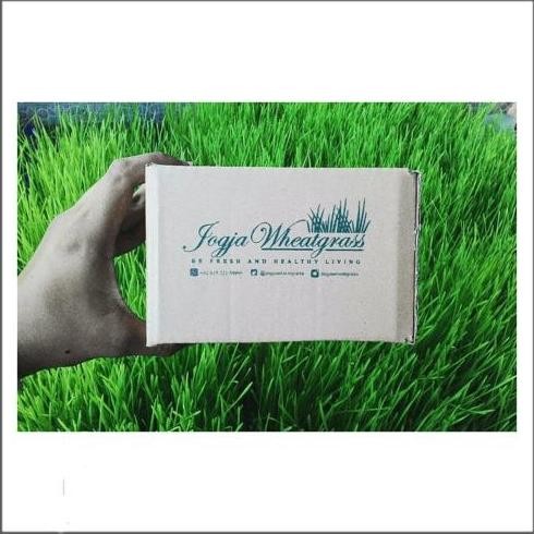 

Terlaris Benih Wheatgrass Rumput Gandum 1Kg Isi Ribuan