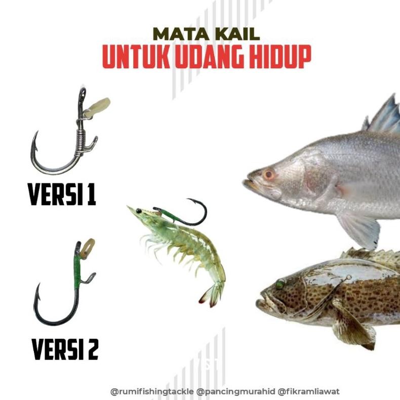 READY STOK Mata Kail Udang Hidup untuk Mancing Kakap dan Kerapu Siap kirim