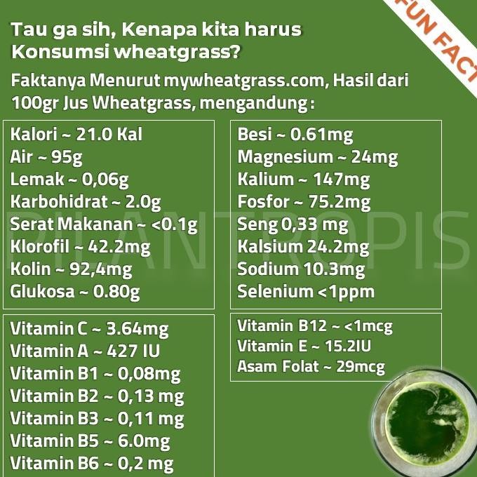 

Terlaris 4Man Paket Lengkap Starter Kit Benih Wheatgrass Bibit Rumput Gandum Kucing