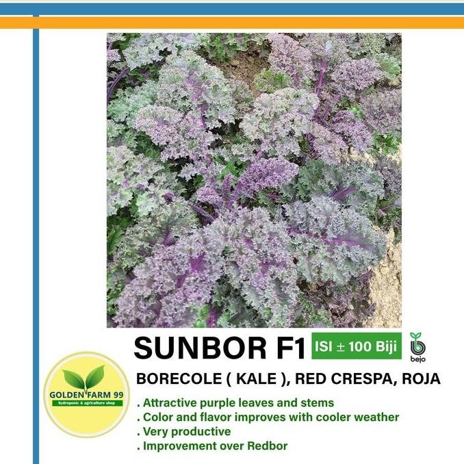 

BENIH KALE SUNBOR F1 BEJO SEED - IMPORT, VARIETAS CURLY, 100 BIJI - DAUN KEUNGUAN TERMURAH