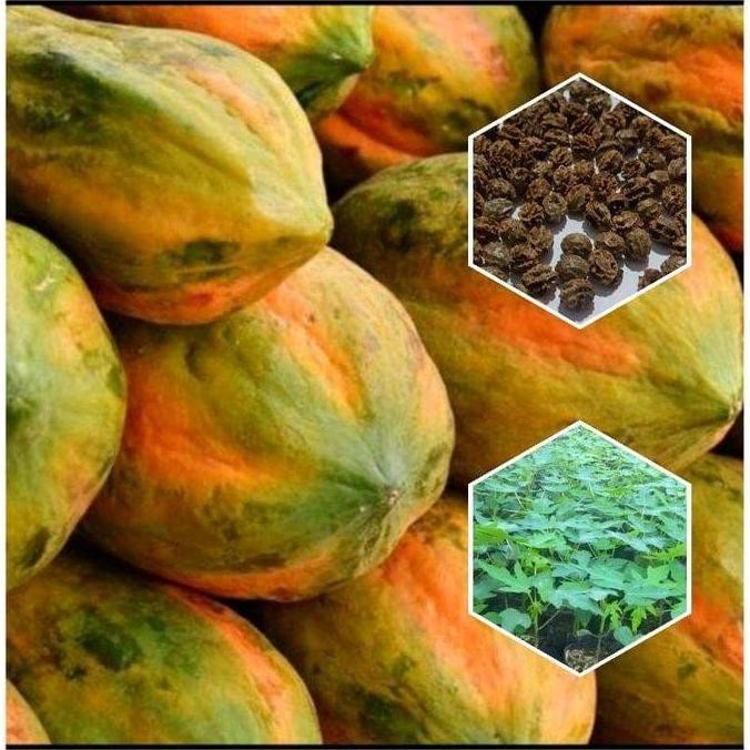 30 BENIH BIJI PEPAYA BANGKOK SUPER benih padi bibit jagung tanaman saffron Buah Cabai Rumput pare te