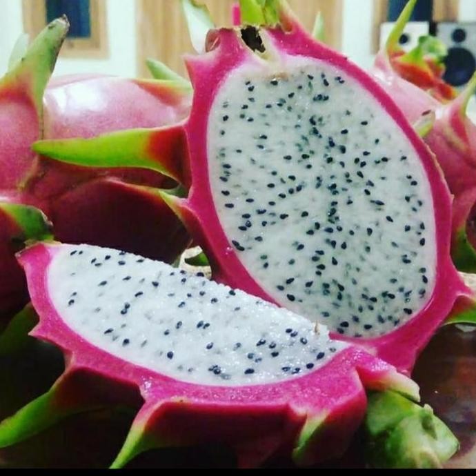 BIBIT TANAMAN BUAH NAGA PUTIH SUPER GENJAH