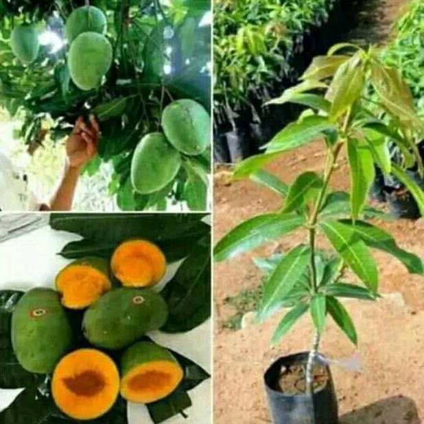 bibit tanaman buah mangga alpukat berbunga bibit buah mangga PREMIUM