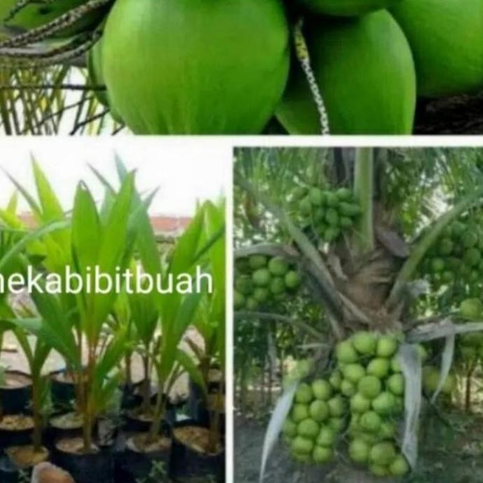 bibit tanaman kelapa hij jumbo kelapa hibrida jumbo PREMIUM