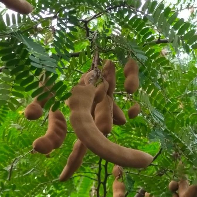 Bibit Tanaman Buah Asam Jawa atau Asem Jawa Bibit Tanaman Bonsai GENJAH