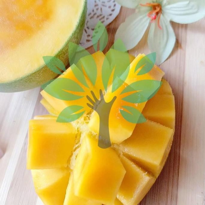 bibit tanaman buah mangga manalagi-bibit mangga manalagi super manis GENJAH