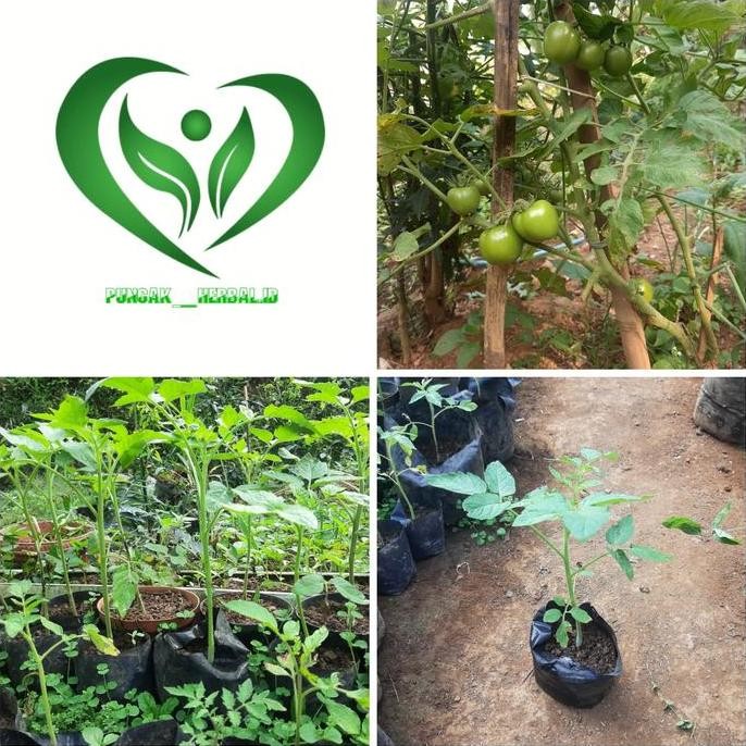 bibit tanaman tomat apel buah pohon tomat GENJAH