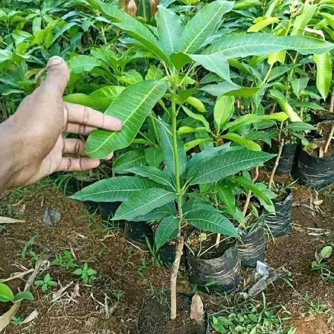 bibit tanaman buah mangga irwin pohon mangga irwin PREMIUM