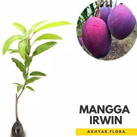 Bibit Mangga Irwin Tanaman Buah Mangga Irwin Erwin Mangga Ungu GENJAH