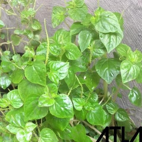 

Produk Unggulan] Daun Suruhan Sirih Cina Tanaman Ketumpang Air Obat Herbal Alami Segar