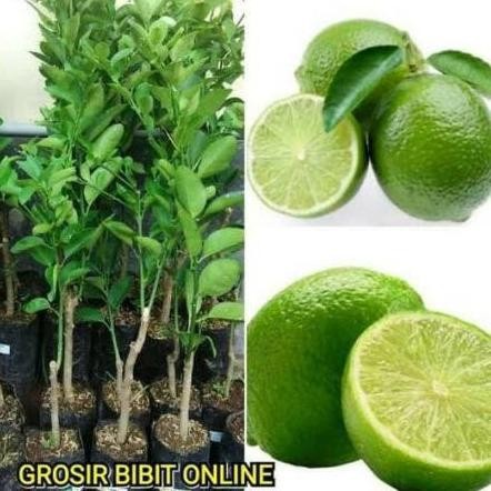 

Terlaris Harga Di Banting Terlaris Bibit Tanaman Buah Jeruk Nipis Jumbo Siap