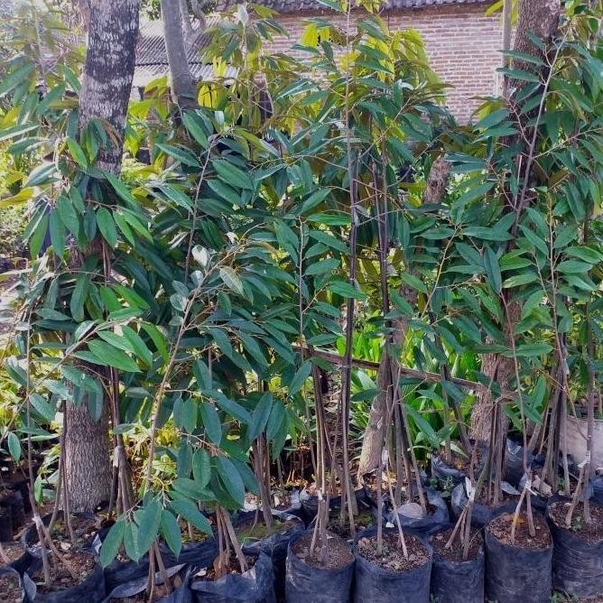 

Terlaris Obral Bibit Tanaman Buah Durian Ochee Duri Hitam Kaki 3 Tinggi 1 Meter Lebih Atzz