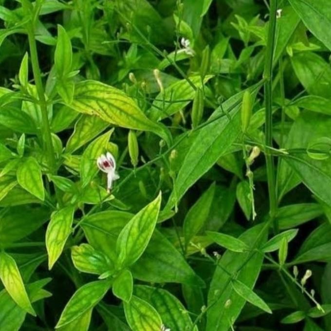 

Terlaris Bibit Tanaman Daun Sambiloto/Andrographis Paniculata/Herbal/Murah Top