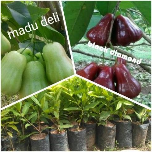 

Terlaris Paket 2 Bibit Jambu Madu Deli Dan Black Kingkong