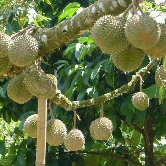 

Terlaris Bibit Durian Duri Hitam Kaki 3