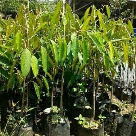 

Terlaris Promo Bibit Durian Musangking 50Cm
