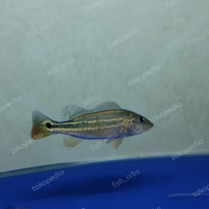Terlaris Hiasan Aquarium Pbass Fogo Peacock Bass Fogo
