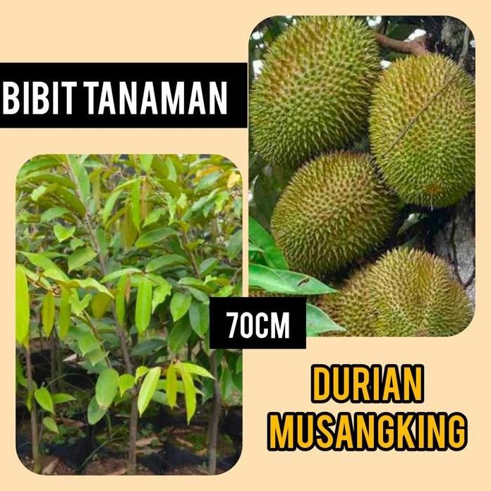 

Terlaris Bibit Durian Musangking 70 Cm / Bibit Durian Musang King