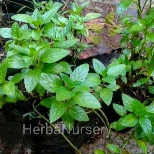 

Terlaris Bibit Tanaman Peppermint / Daun Mint