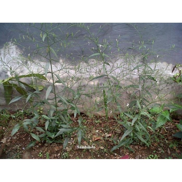 

Terlaris (Goodseller) Biji Sambiloto / Bibit/ Benih (Andrographis Paniculata)