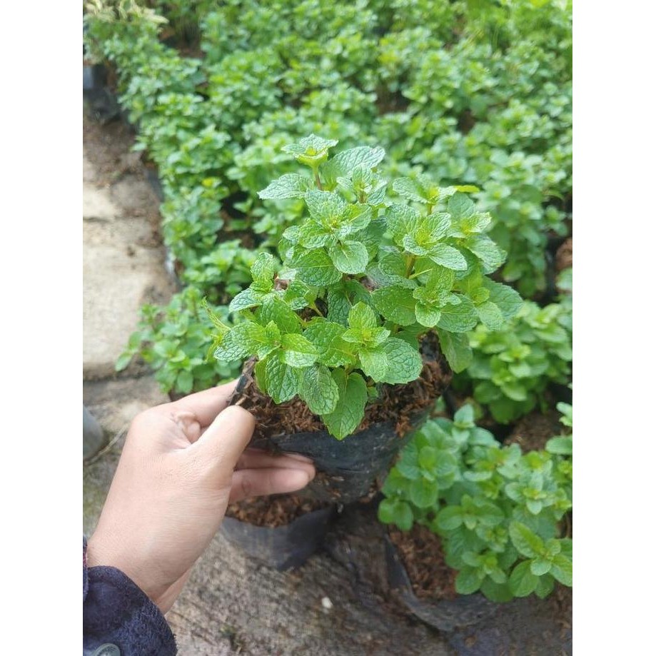 

Terlaris Bibit Tanaman Daun Mint