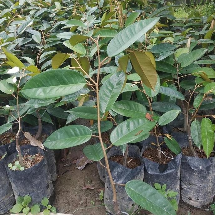 

Terlaris Bibit Durian Montong Bekualitas