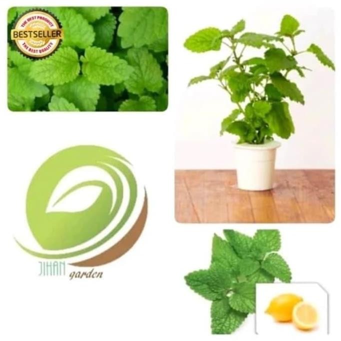 

Terlaris Bibit Tanaman Daun Lemon Balm/Pohon Daun Mint Herbal Mellisa