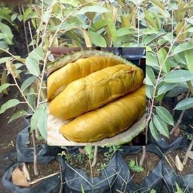 

Terlaris Bibit Durian Montong