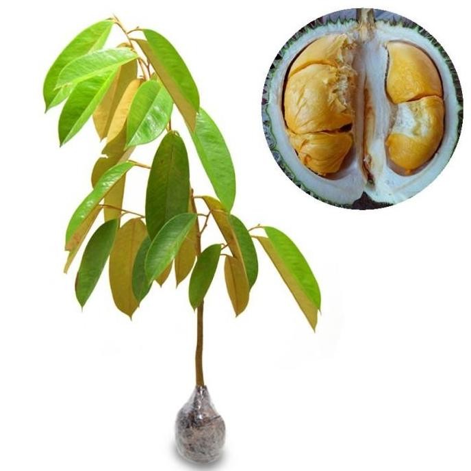 

Terlaris Bibit Tanaman Buah Durian Duri Hitam Asli