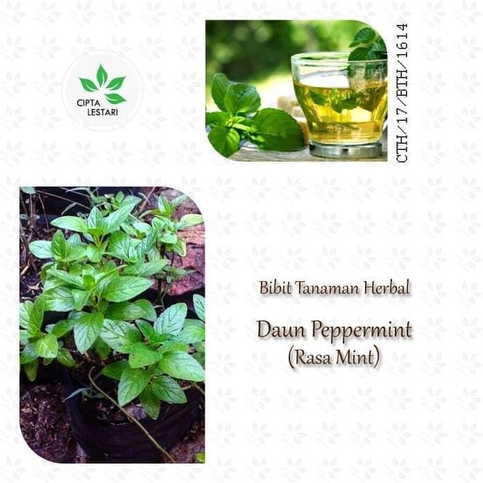 

Terlaris Bibit Tanaman Peppermint - Pohon Daun Rasa Mint - Herbal