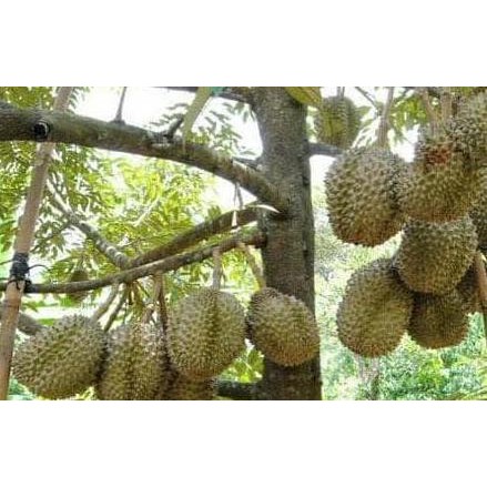 

Terlaris Bibit Tanaman Buah Durian Montong Segar