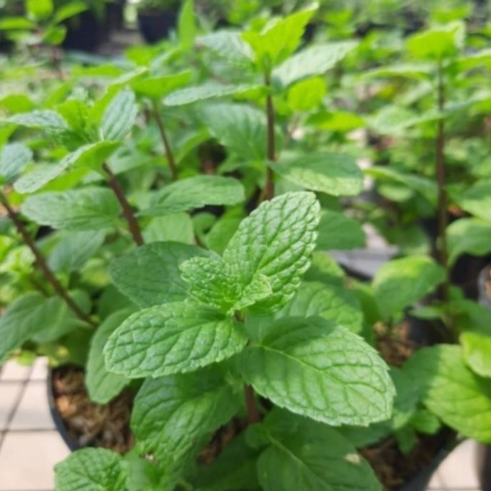 

Terlaris Bibit Tanaman Daun Mint Pepermin Terbaru