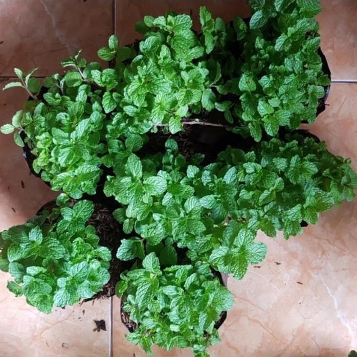 

Terlaris Bibit Tanaman Daun Mint
