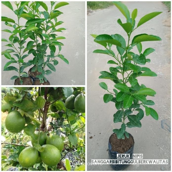 

Terlaris Terlaris Bibit Tanaman Buah Jeruk Nipis/Jeruk Peras.