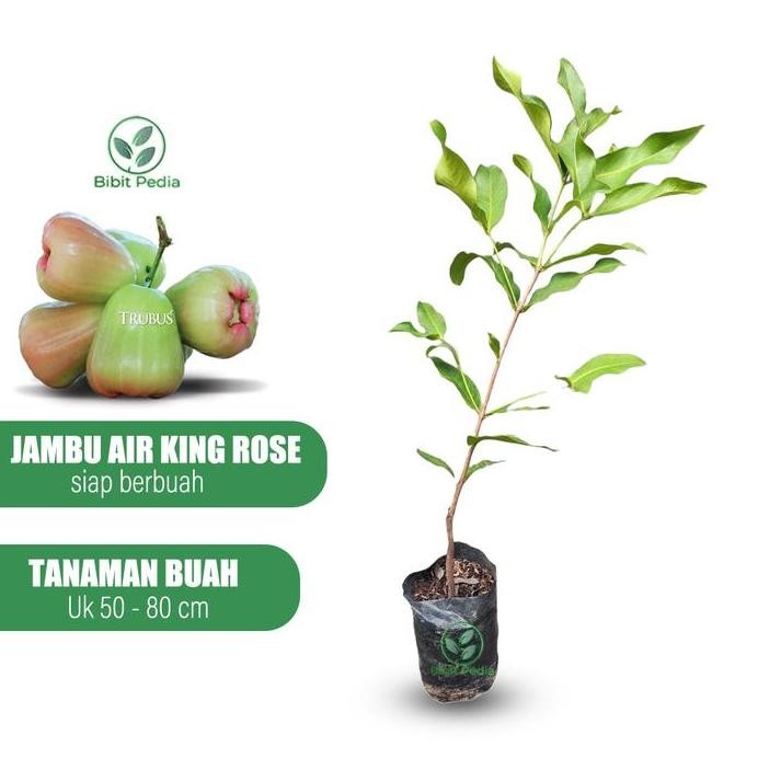

Terlaris Bibit Tanaman Jambu Air King Rose Okulasi Cepat Berbuah