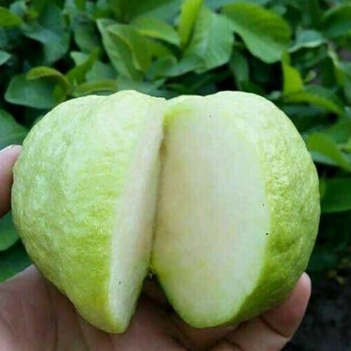 

Terlaris Super Best Bibit Tanaman Buah Jambu Sukun Putih Okulasi Cepat Berbuah