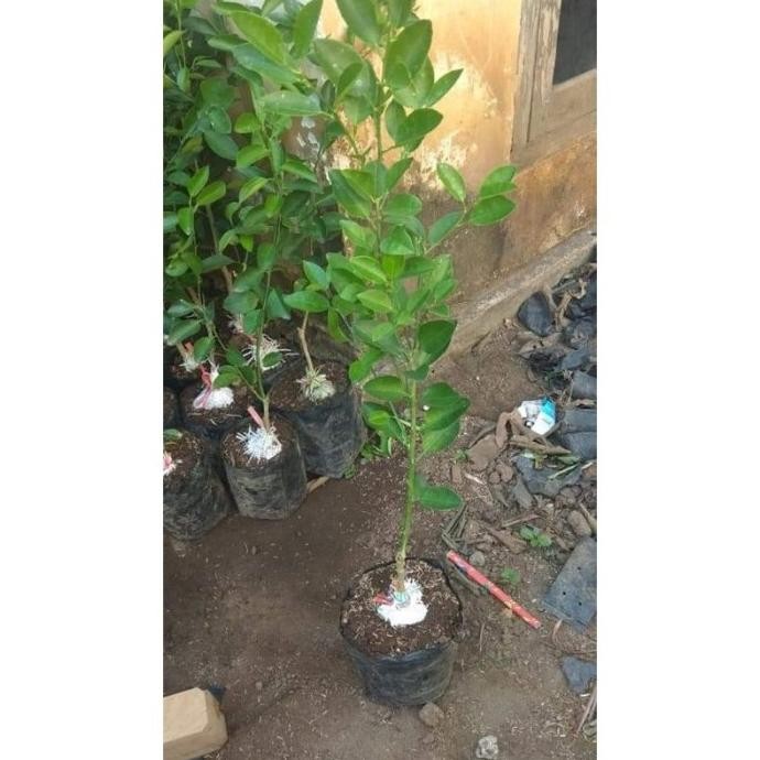 

Terlaris Obral Bibit Buah Jeruk Nipis/Jeruk Pecel Super