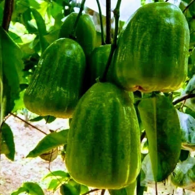 

Terlaris Bibit Jambu Air Kiojok Super Okulasi
