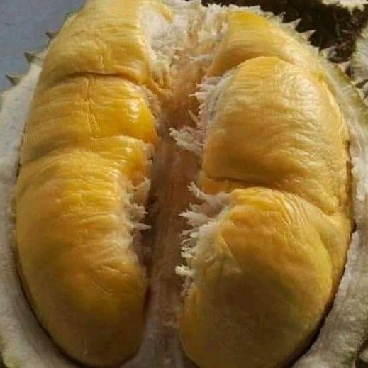 

Terlaris Bibit Durian Musangking Kaki 3 Unggul