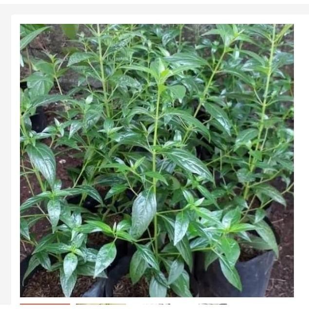 

Terlaris Pohon Sambiloto Herbal, Tanaman Sambiloto Herbal Bibit Sambiloto