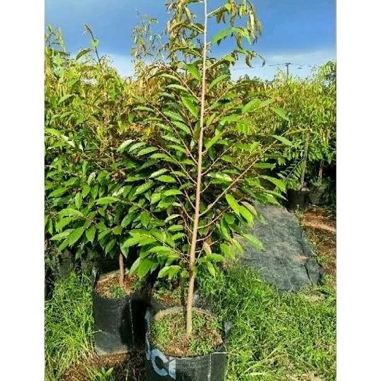 

Terlaris Bibit Buah Durian Tinggi 1 Meter Artificial