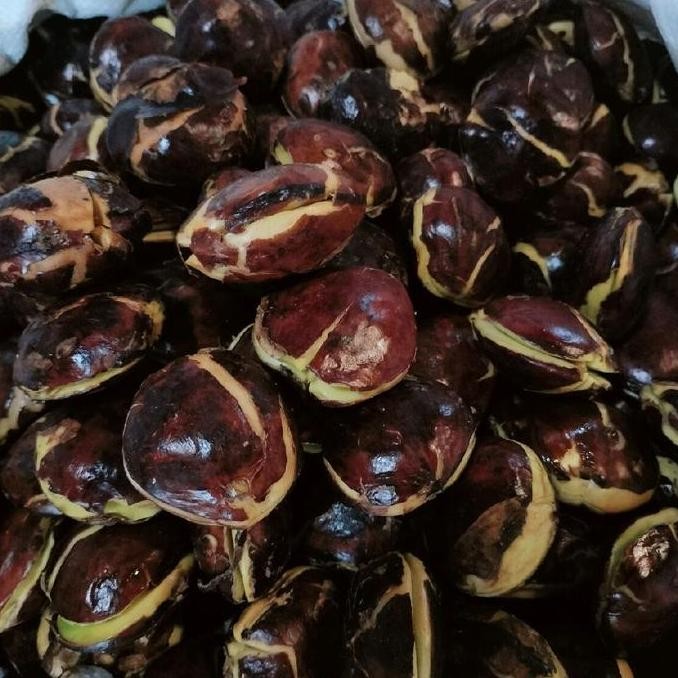 

HIW jengkol tua ukuran sedang dan berat 500 grm _ 1 kg