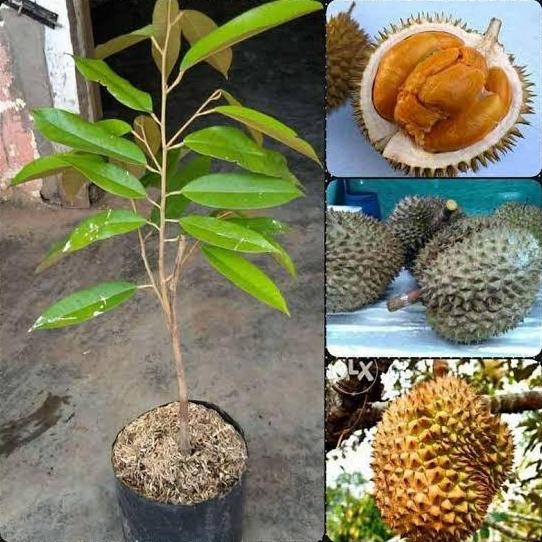 

Terlaris Bibit Durian Duri Hitam/Ochee Black Thorn Okulasi